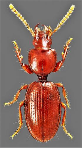 Réf. 281 784 : Typhloreicheia mingazzinii